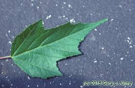 Attēlu rezultāti vaicājumam “Acer tataricum subsp. ginnala leaf”