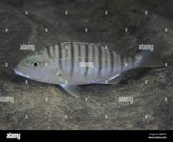 Image result for Lithognathus mormyrus