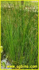 Attēlu rezultāti vaicājumam “Juncus nastanthus”