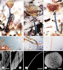 Attēlu rezultāti vaicājumam “Trichia varia sessile”