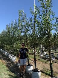 Attēlu rezultāti vaicājumam “Salix pentandra”