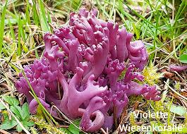 Attēlu rezultāti vaicājumam “Clavaria argillacea”