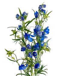 Image result for Delphinium