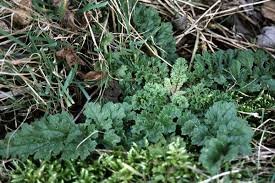 Attēlu rezultāti vaicājumam “Jacobaea vulgaris leaf”