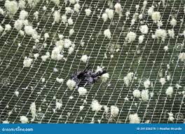 Attēlu rezultāti vaicājumam “Bryoria capillaris”