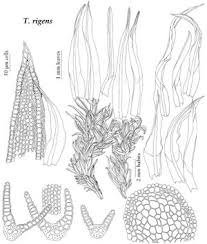 Attēlu rezultāti vaicājumam “Tortella inclinata”