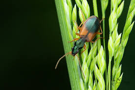 Attēlu rezultāti vaicājumam “Anchomenus dorsalis”