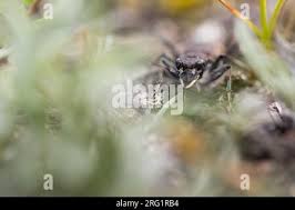 Attēlu rezultāti vaicājumam “Cicindela sylvatica imago”