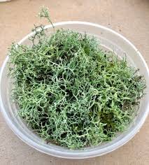 Attēlu rezultāti vaicājumam “Cladonia rangiferina”