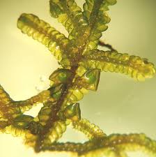 Attēlu rezultāti vaicājumam “Porella platyphylla macro”