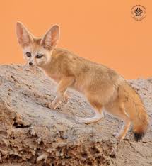 Attēlu rezultāti vaicājumam “Vulpes zerda”