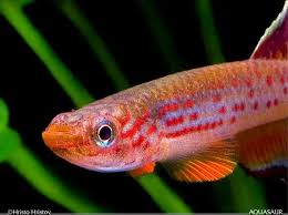 Attēlu rezultāti vaicājumam “Lophozia ascendens”