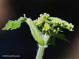 Attēlu rezultāti vaicājumam “Heracleum sphondylium subsp. sibiricum fruit”