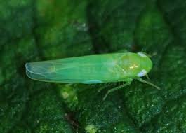 Attēlu rezultāti vaicājumam “Empoasca sp.”