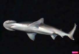 Image result for Sphyrna corona