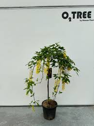 Attēlu rezultāti vaicājumam “Laburnum alpinum flower”