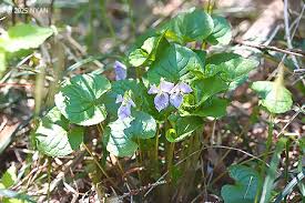Attēlu rezultāti vaicājumam “Viola mirabilis leaf”