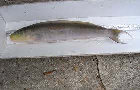 Image result for Malacanthus plumieri