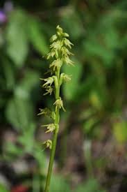 Attēlu rezultāti vaicājumam “Herminium monorchis flower”