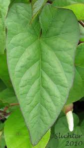 Attēlu rezultāti vaicājumam “Calystegia inflata leaf”