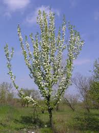 Attēlu rezultāti vaicājumam “Pyrus communis”