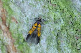 Attēlu rezultāti vaicājumam “Oecophoridae”