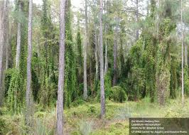 Attēlu rezultāti vaicājumam “Lignydium muscorum young”