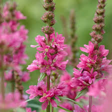 Image result for Blutweiderich