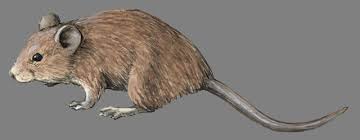 Attēlu rezultāti vaicājumam “Rodentia”