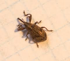 Attēlu rezultāti vaicājumam “Anthonomus pomorum”