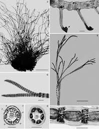 Attēlu rezultāti vaicājumam “Ceramium sp.”