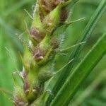 Attēlu rezultāti vaicājumam “Carex hirta fruit”