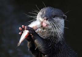 Image result for Worthing Otters