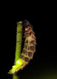 Attēlu rezultāti vaicājumam “Lampyris noctiluca”