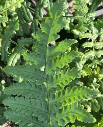 Attēlu rezultāti vaicājumam “Dryopteris cristata”