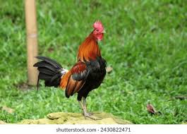 Attēlu rezultāti vaicājumam “Gallus male”