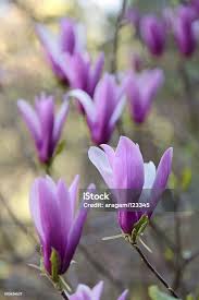 Attēlu rezultāti vaicājumam “Magnolia acuminata flower”