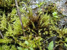 Attēlu rezultāti vaicājumam “Calliergon megalophyllum”