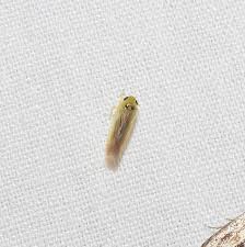 Attēlu rezultāti vaicājumam “Macrosteles sp.”