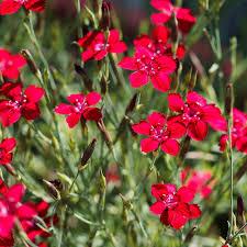 Attēlu rezultāti vaicājumam “Dianthus deltoides flower”