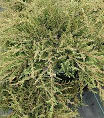 Attēlu rezultāti vaicājumam “Juniperus communis”