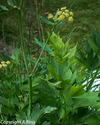 Image result for Liebstöckel