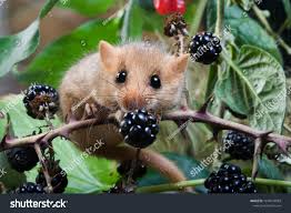 Attēlu rezultāti vaicājumam “Muscardinus avellanarius”