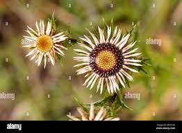 Attēlu rezultāti vaicājumam “Carlina vulgaris”