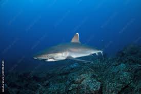 Image result for Carcharhinus albimarginatus