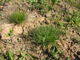 Attēlu rezultāti vaicājumam “Juncus bufonius bud”