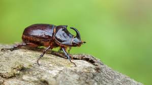 Attēlu rezultāti vaicājumam “Oryctes nasicornis”