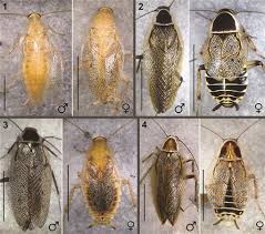 Attēlu rezultāti vaicājumam “Ectobius sylvestris male”