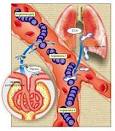 hepático em <b>angiotensina I</b>