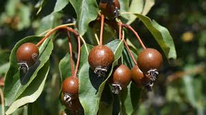 Attēlu rezultāti vaicājumam “Pyrus”